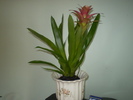 guzmania