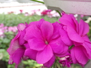 DSCF0462
