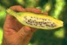 banana stricata