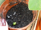 mirabilis jalapa in 2 martie 2011