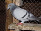 Porumbei-Campina-5-octombrie-2008%20022[1]