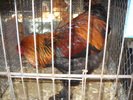 DSCN3190
