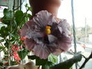 Hibiscus 2