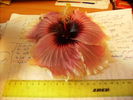 Floare de hibiscus-dimensiune