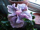 Hibiscus 5