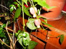 Flori de abutilon megapotamicum