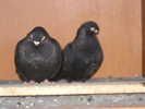 DSCN3198