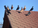 DSCN3207