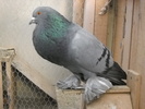 DSCN3226
