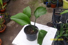 eucharis amazonica