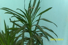 cordyline stricta