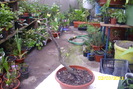 bonsai carpinus
