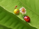 smiley-in-love-1600-1200-2610