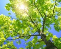 sunny-tree-branches-1280-1024-2781
