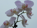 orhidee roz pal