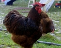 bruteier-orpington-rot-foto-bild-47046053