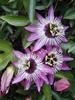 passiflora-am gasit,multumesc hapy