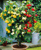 abutilon,orice culoare si gen