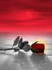 redrose_3vnc3nix