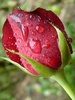 redrose_o66ty565