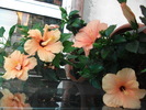 Picture 012