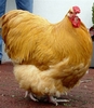 HSS%202009%20074