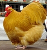 HSS%202009%20084
