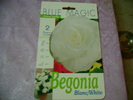 begonie alba