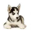 images(1)