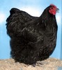 Best SF Large Female Black Orpington     B. Richardson