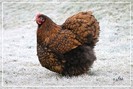 Orpington1