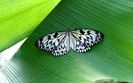 Papilio_butterfly