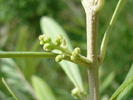 Olive tree_Maslin, 19jun2010