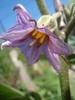 Eggplant flower, 24aug2010