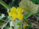 Cucumber flower, 07aug2010