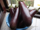 Eggplants_Vinete, 08oct2010