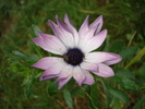 Daisy Ostica Lilac (2010, October 16)