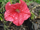 Red Petunia (2010, October 16)