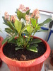 liliac japonez de la madalinaily
