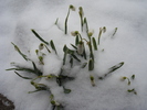 Snowdrops (2011, March 04)