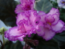 DSC02386