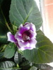 gloxinia