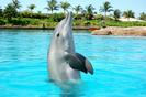 delfin in apa care danseaza