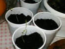 mararul replantat