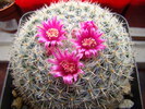 Mammillaria sp.