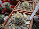 Mammillaria crinita ssp wildii