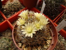 Mammillaria crinita ssp wildii