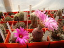 Mammillaria guelzowiana