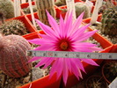 Mammillaria guelzowiana