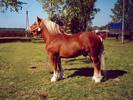 gorny[1]